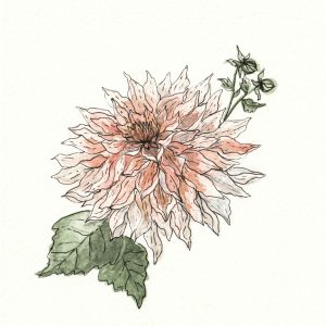 Dahlia - Watercolour on Paper