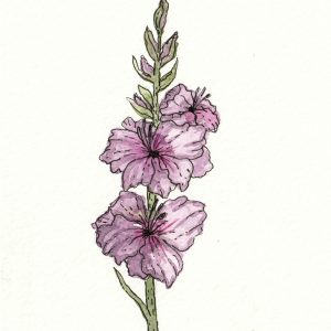 Gladiolas - Watercolour on Paper