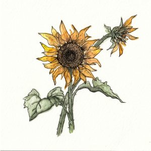 Sunflowers - Watercolour on Paper